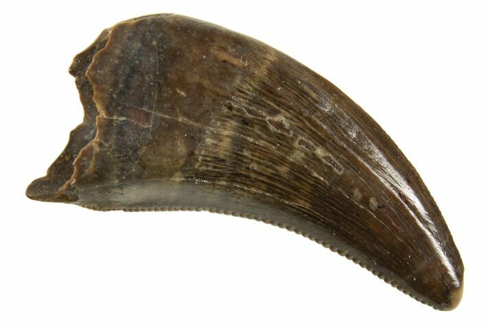 Serrated, Dromaeosaurid Theropod (Acheroraptor) Tooth - Montana #339017